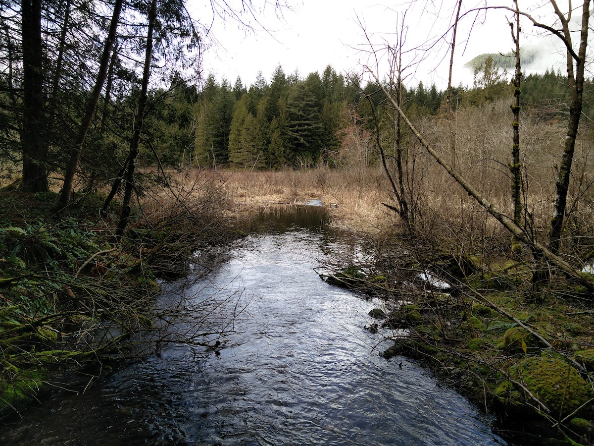 Cours d'eau entrant dans le lac encombré d'herbes et de bois mort.