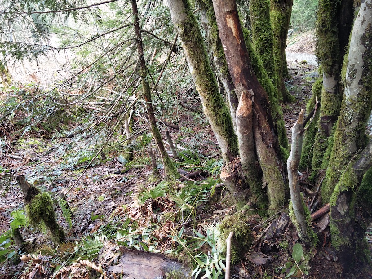 Plusieurs tronc d'arbres proche du lac dont certains sont coupés avec le coup de dent distinct de castors.