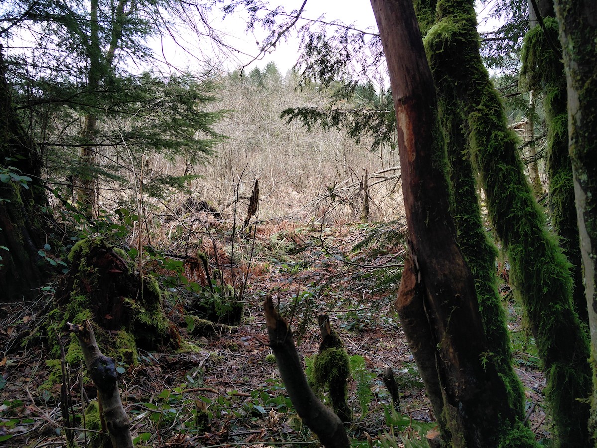 Vue sur le lca qui ne laisse voir que des herbes et semble être un sol solide .