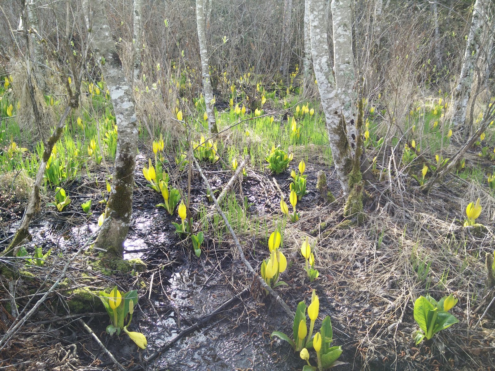 Photo de Skunk Cabbage (Lysichiton americanus).