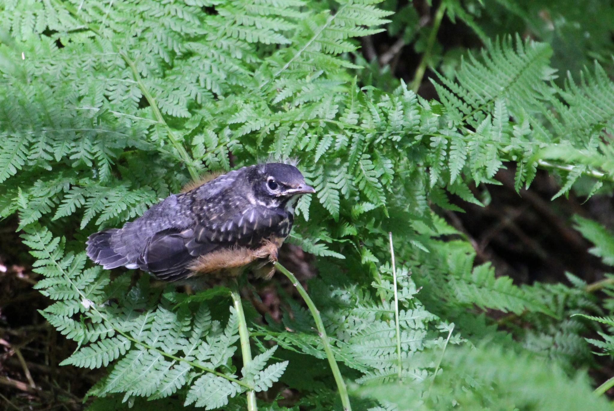 Oiseau dans les fougères