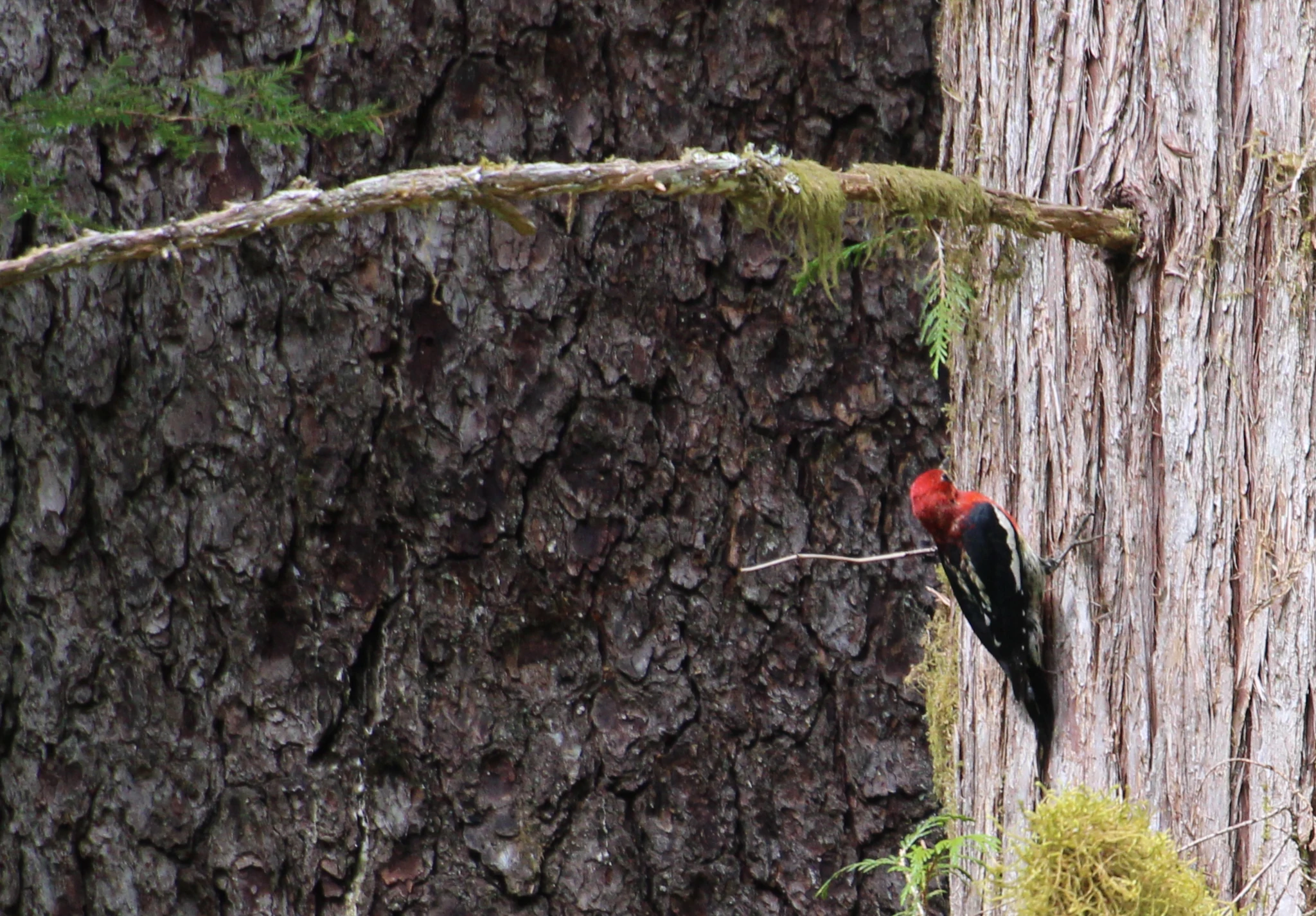 oiseau rouge sur fond de tronc d'arbres