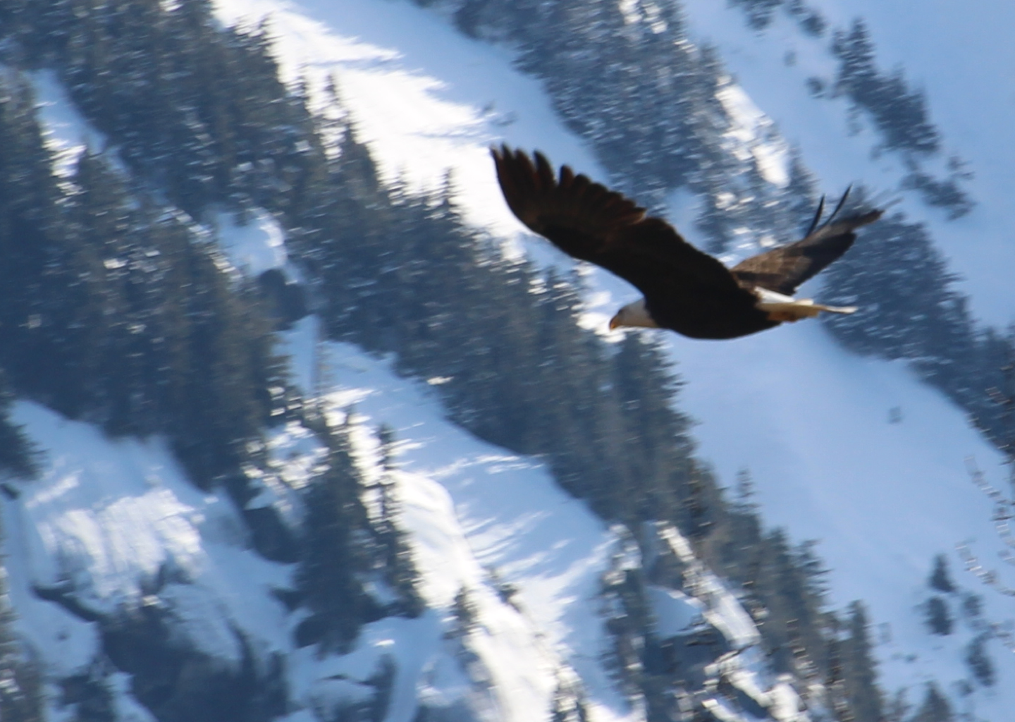 Bald Eagle