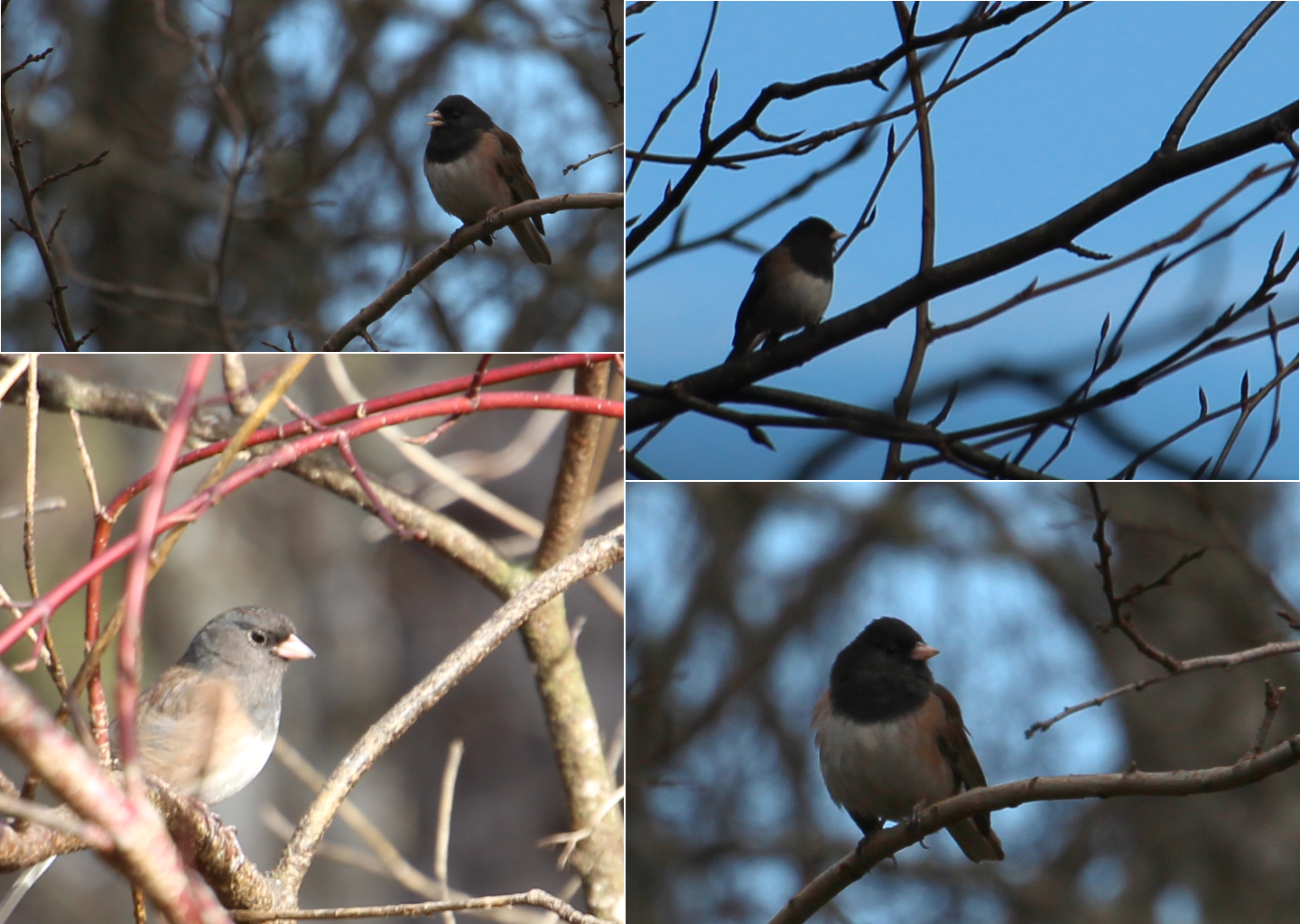 Dark Eyed Junco