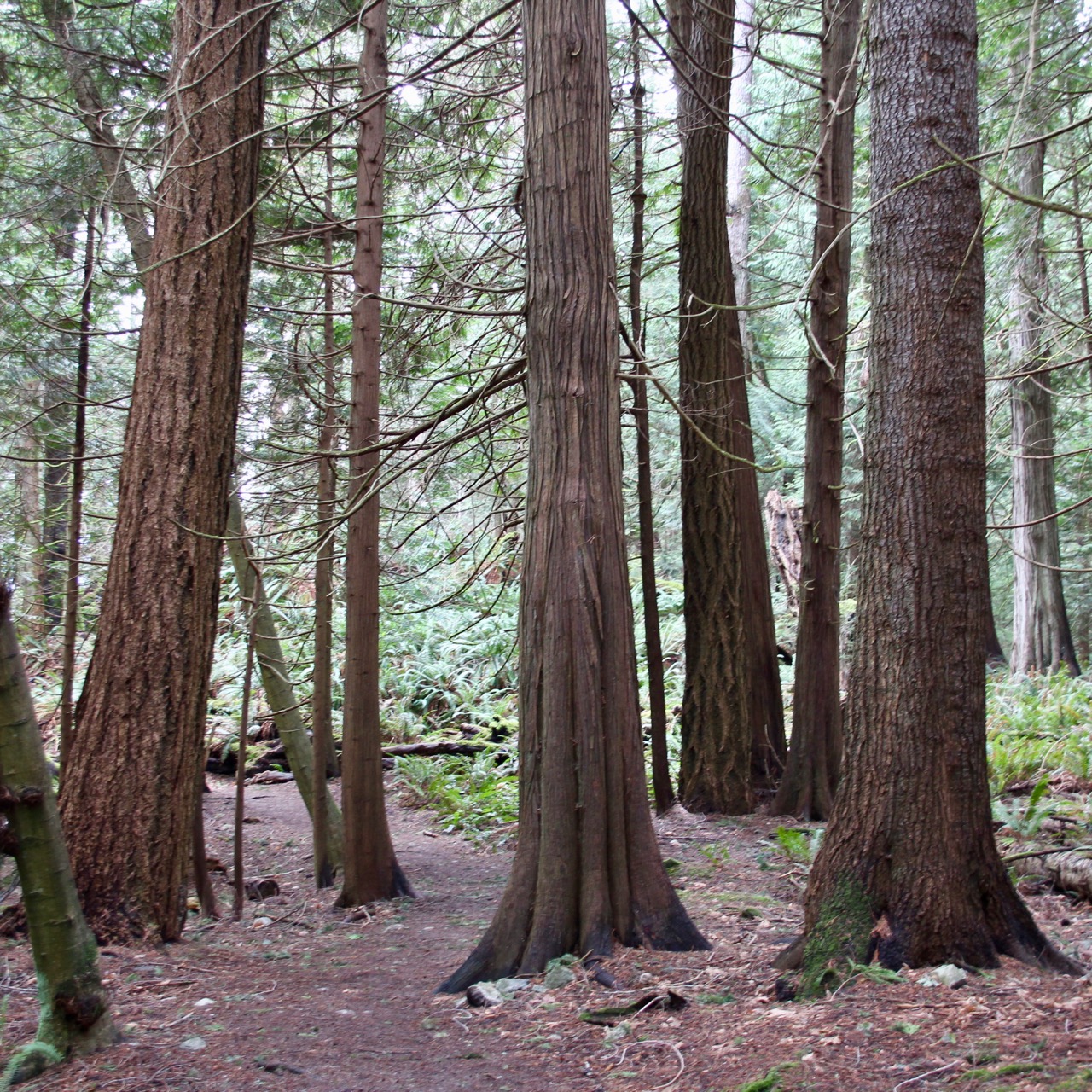 Forest view with one of each type of tree in the foreground.