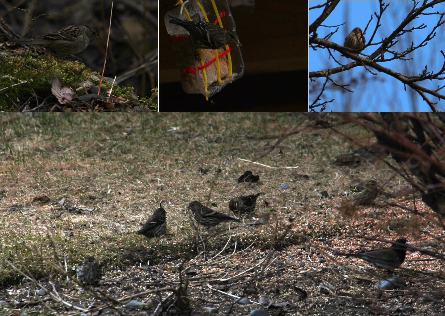 Pine siskin