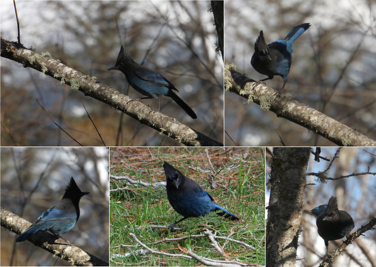 Steller Blue Jay