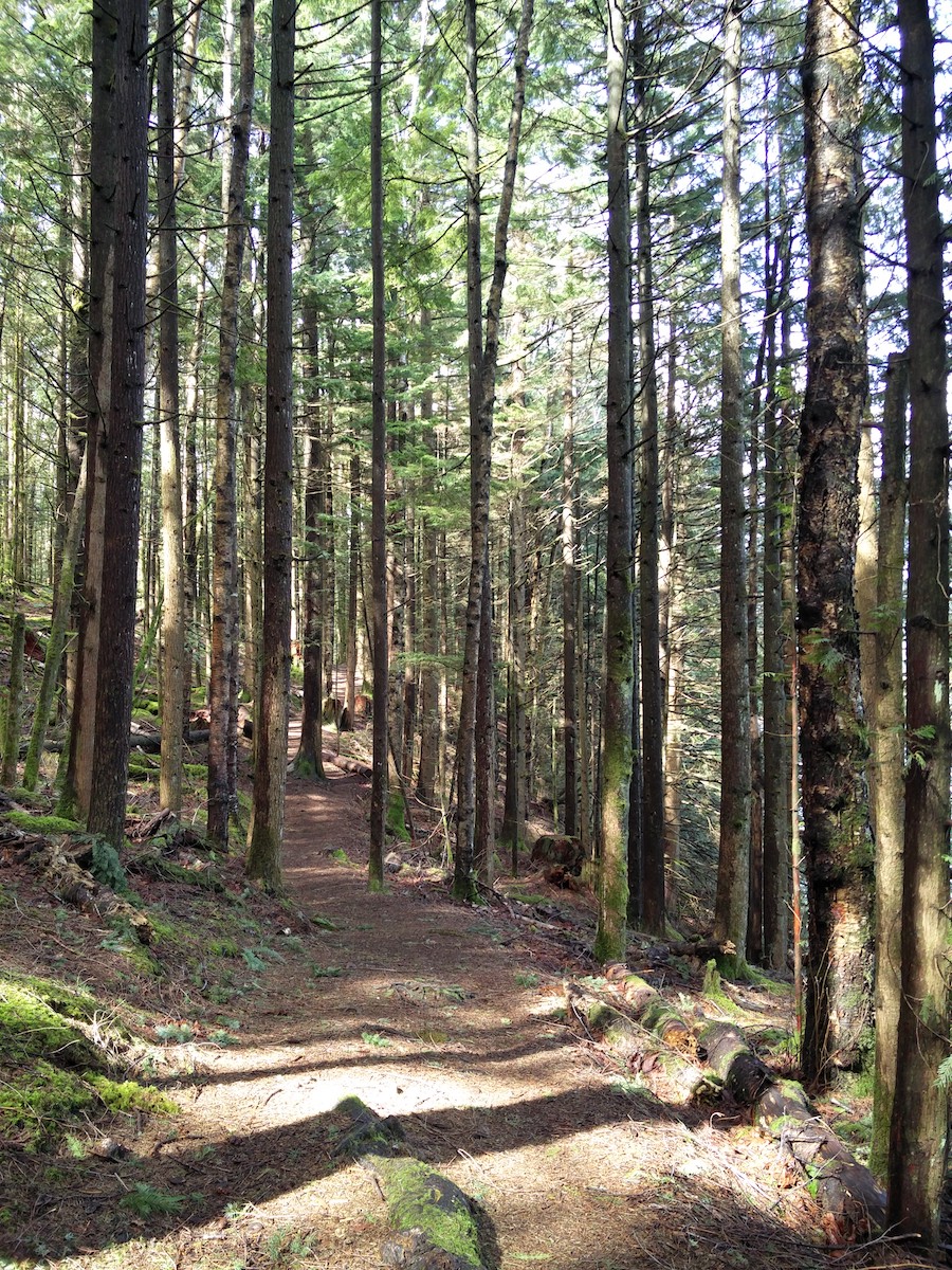 Passage ensoleillé plus haut dans la colinne entre de jeunes arbres - haut mais fins.