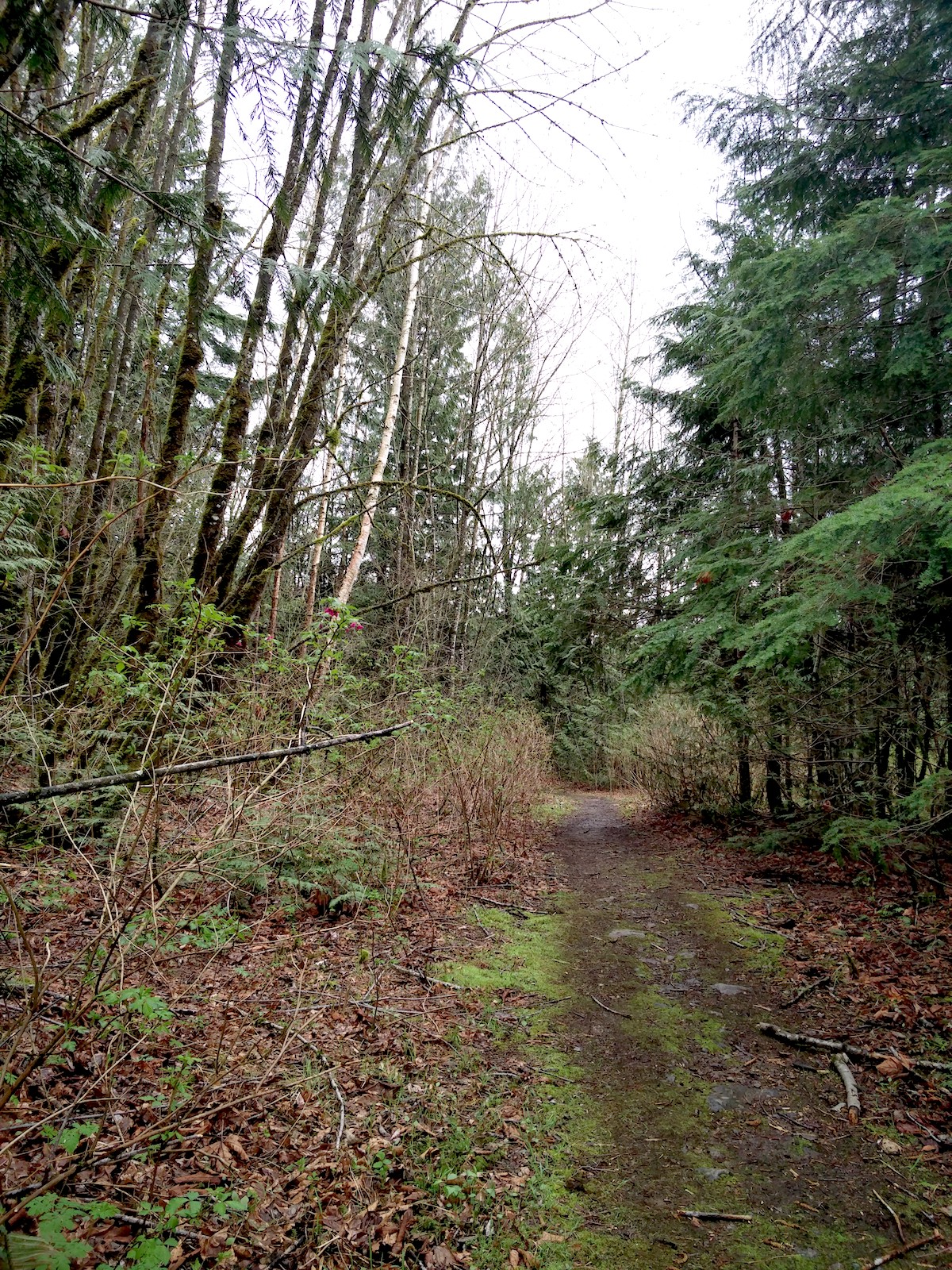 Bois désordonné de chaque côté d'un sentier couvert de mousse - anciennement une route pavée.