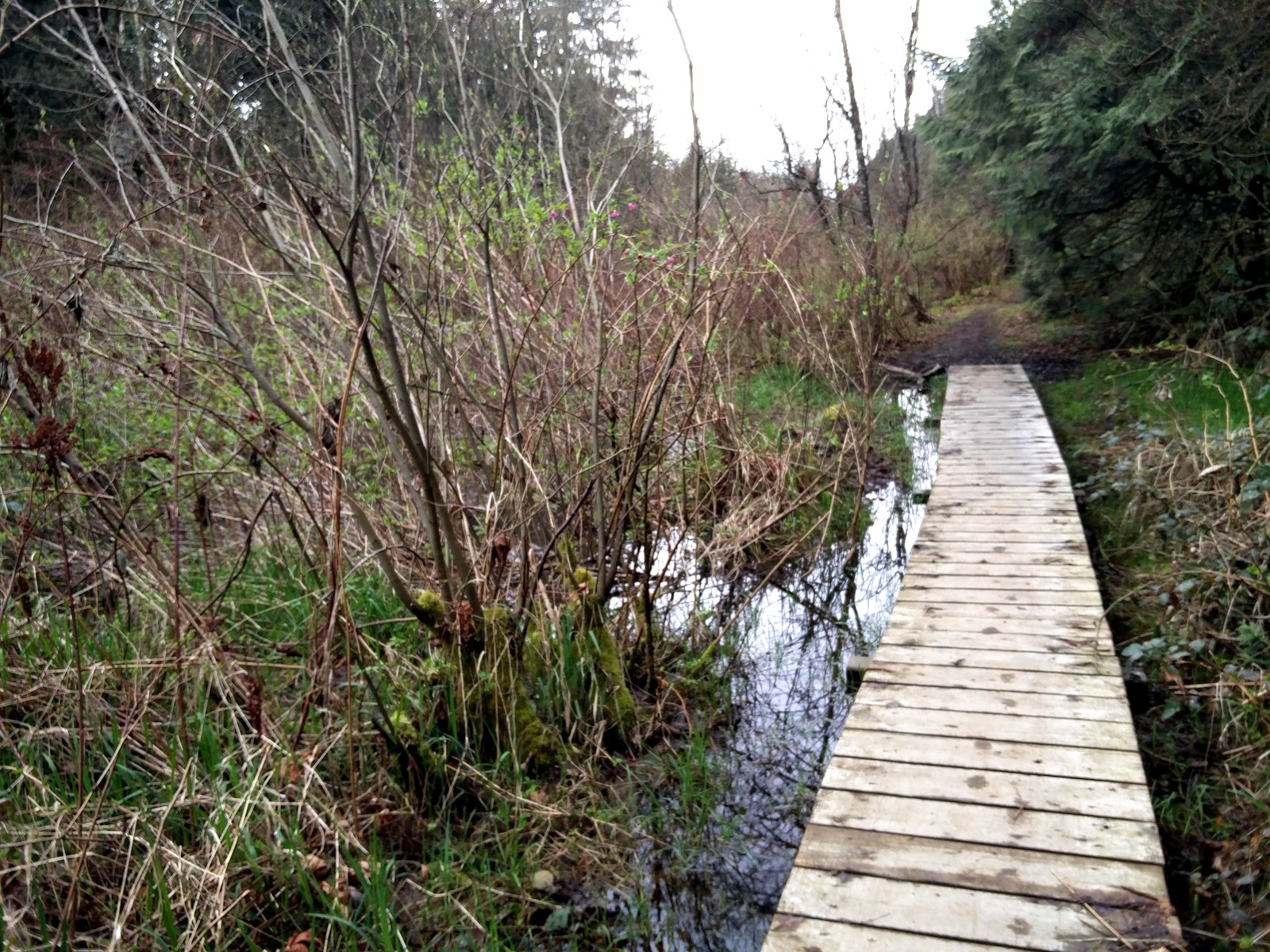 Passerelle de bois entourée de fourets si dense qu'en dehors de l'eau directement sous la passerelle, on ne penserait par forcément que tout cet espace est un marais.