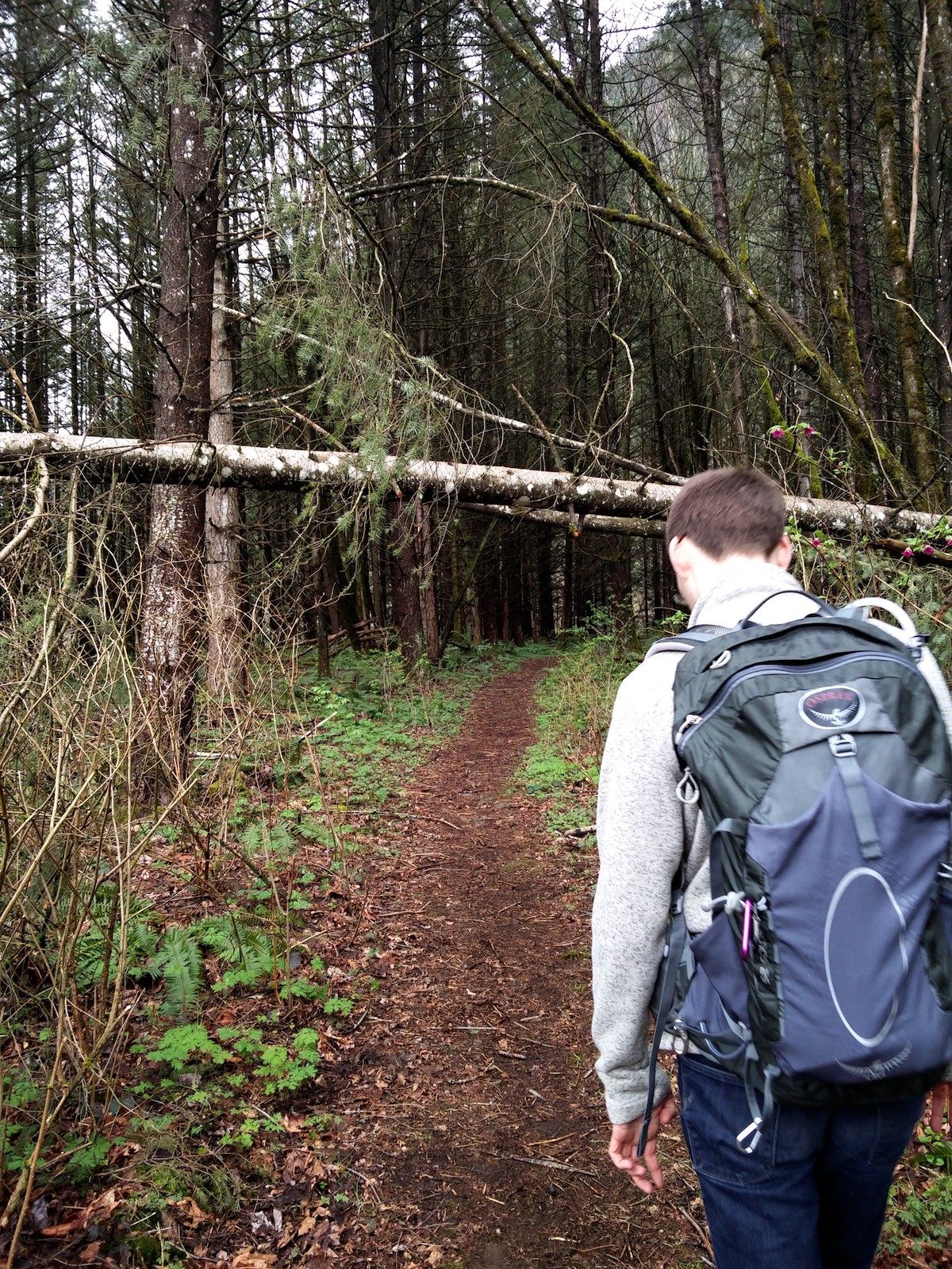 Philou passe sous un arbre tombé en travers du sentier.