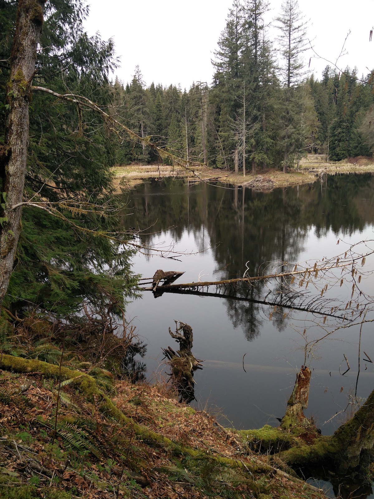 Plus petit lac secondaire dans lequel des troncs tombés servent certainement de refuge aux poissons que le cormoran tente de pêcher.