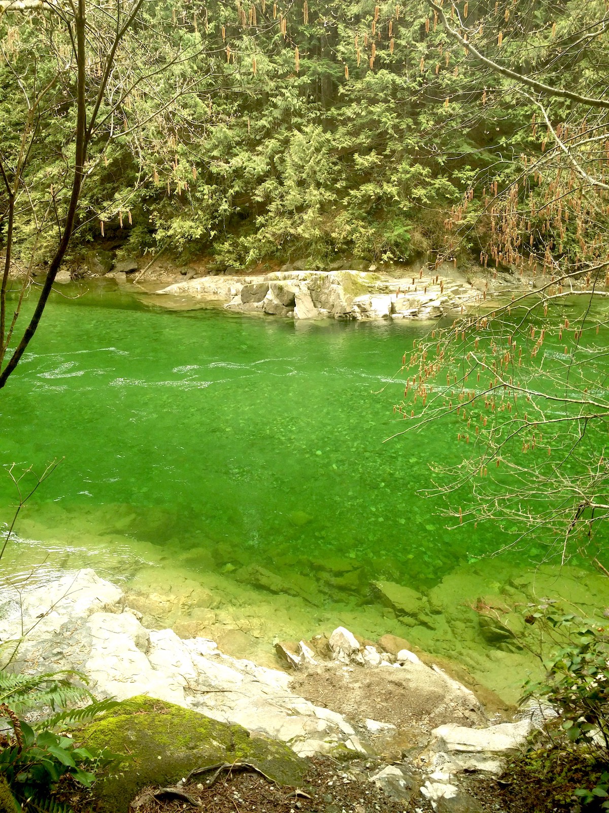 Rivière entourée de forêt dont l'eau prend une couleur émeraude au soleil.